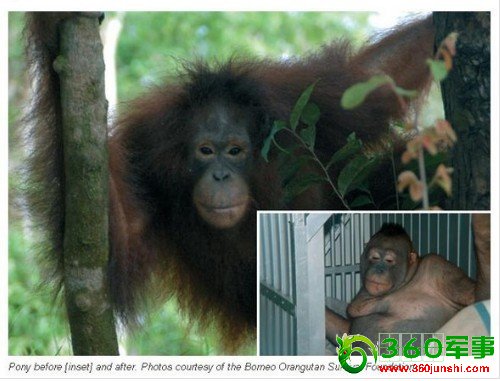 印尼村民逼猩猩卖淫 缺法律依据不会受制裁(图)